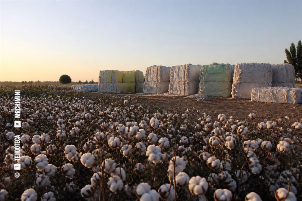 Algodón convencional, orgánico y reciclado: diferencias — TEJIDOTECA