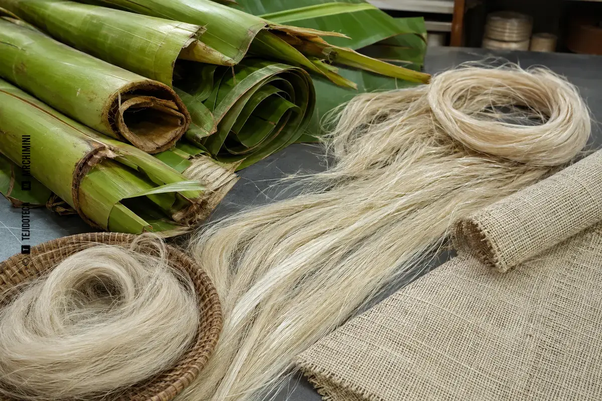 Representación técnica de abacá en el ámbito de las fibras textiles.