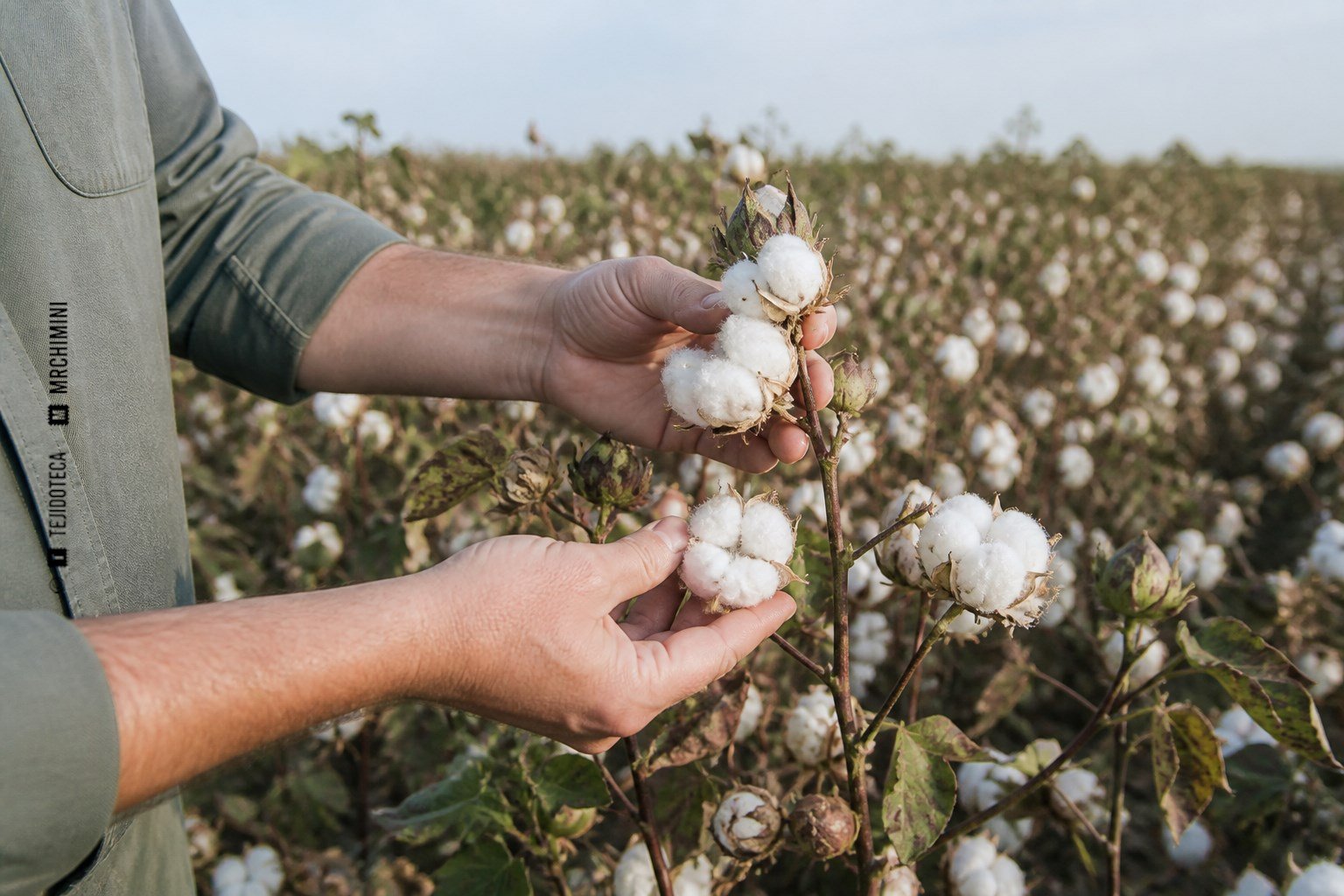 Especialista inspeccionando cápsulas de algodón ecológico en el campo