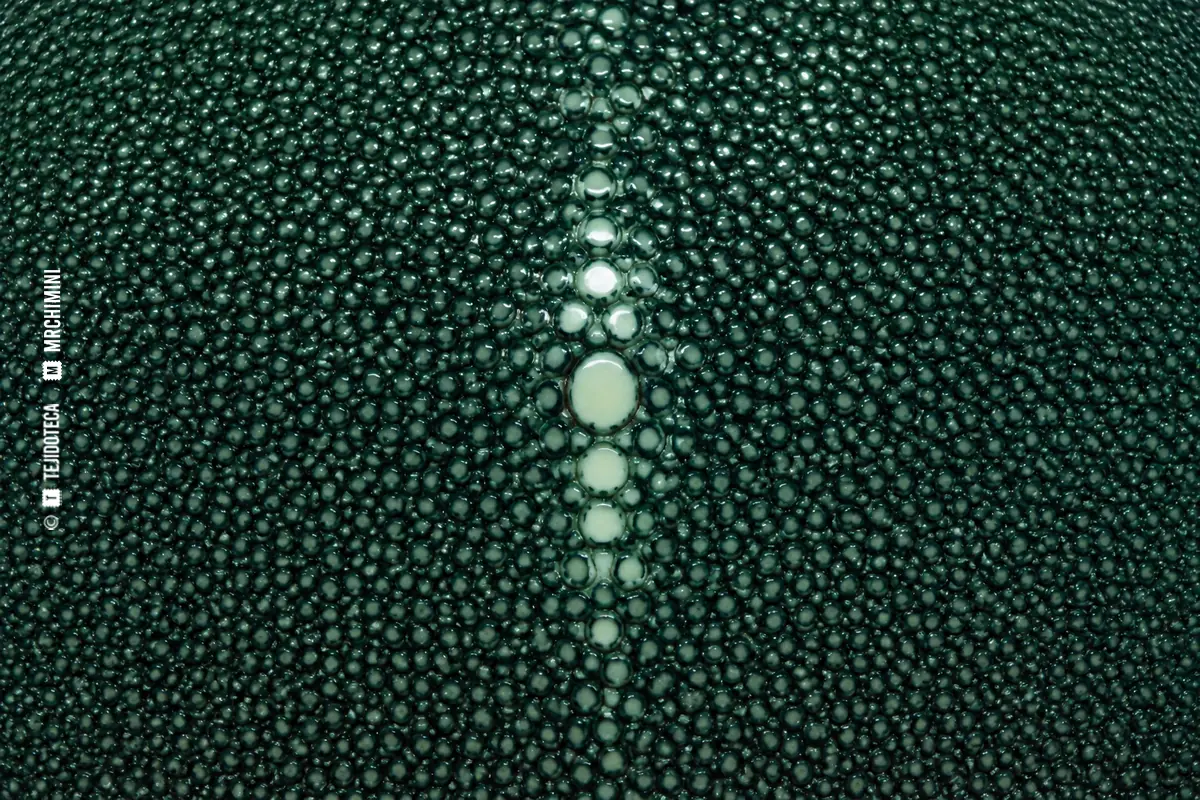 GALUCHAT — macro corregida Macro de galuchat verde oscuro con dentículos perlados y roseta central